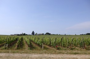 Vineyards at the road...