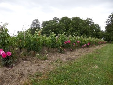 Planting a rose at the beginning of each series protects the grapes and adds to the beauty of the field
