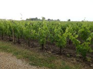 Chateau's Corbin vineyard