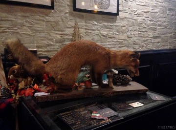 a fox at the Hopscotch Pub