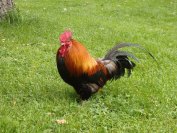 rooster at the park...just because he can